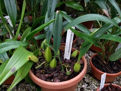 Bulbophyllum macrocoleum
