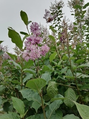 Syringa josikaea