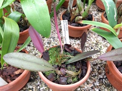 Bulbophyllum longiflorum