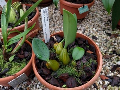 Bulbophyllum weinthalii