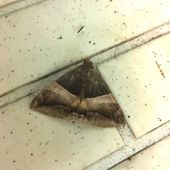 Bastilla fulvotaenia