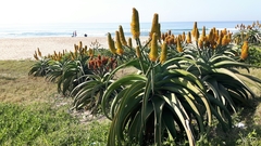 Aloe thraskii