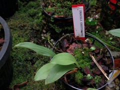 Dracula chestertonii