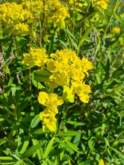 Euphorbia palustris