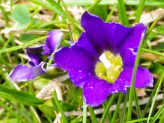 Gentiana pyrenaica