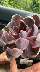 Echeveria gibbiflora × potosina