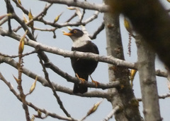 Turdus albocinctus