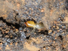 Labiotermes brevilabius