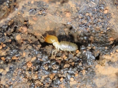 Labiotermes brevilabius