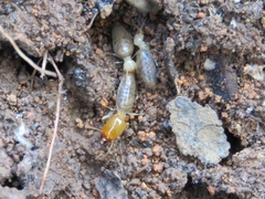 Labiotermes brevilabius