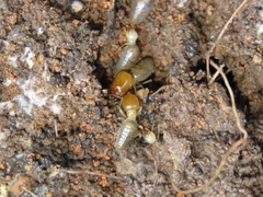 Labiotermes brevilabius