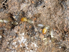 Labiotermes brevilabius