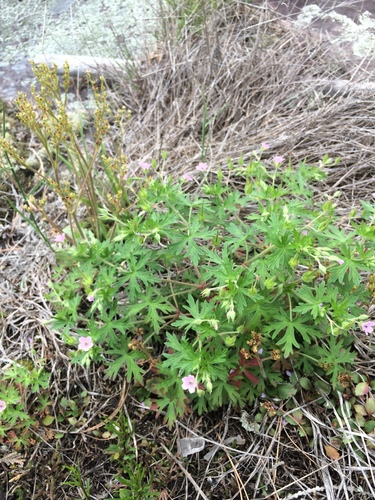 Bicknell's cranesbill (Geranium bicknellii)