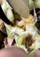 Eichlinia cucurbitae