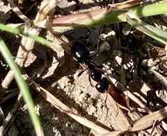 Camponotus aethiops