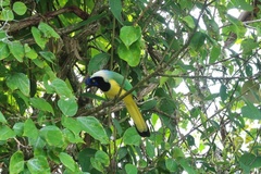 Cyanocorax