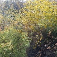 Bilacunaria boissieri