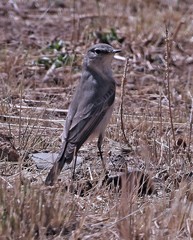 Muscisaxicola cinereus