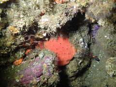 Dragmacidon mexicanum