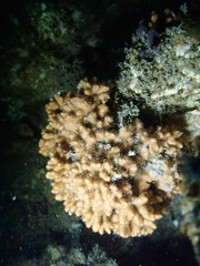 Zanclea