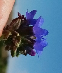 Anchusa procera