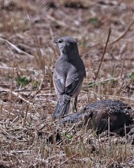 Muscisaxicola cinereus