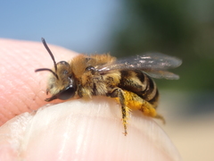 Colletes daviesanus