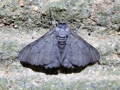 Geometridae