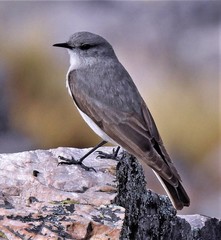 Muscisaxicola cinereus