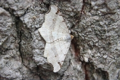 Macaria shanghaisaria