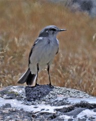Muscisaxicola cinereus