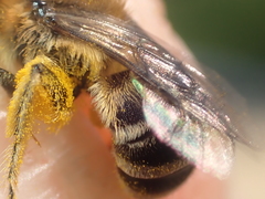 Colletes daviesanus