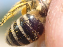 Colletes daviesanus