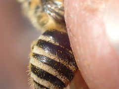 Colletes daviesanus