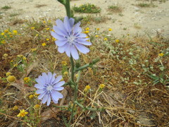 Cichorium intybus