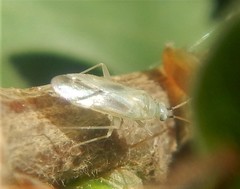 Icodema infuscatum