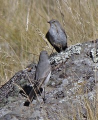 Muscisaxicola cinereus