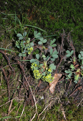 Sibbaldia parviflora
