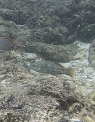 Thalassoma trilobatum