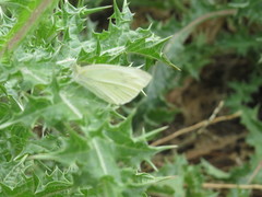 Pieris rapae