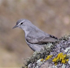 Muscisaxicola cinereus