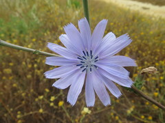 Cichorium intybus