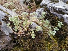 Scleranthus perennis