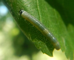 Tortrix viridana