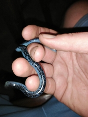 Afrotyphlops schlegelii