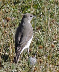 Muscisaxicola cinereus
