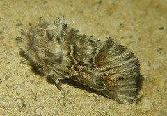 Cleonymia baetica