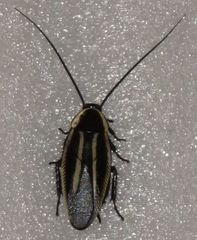 Pseudischnoptera lineata