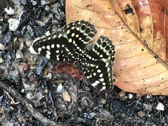 Lexias dirtea