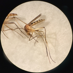 Aedes tormentor